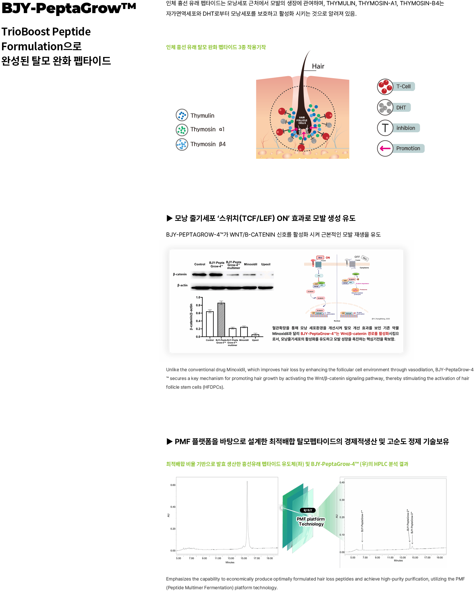 탈모펩타이드